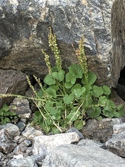 Oxyria digyna