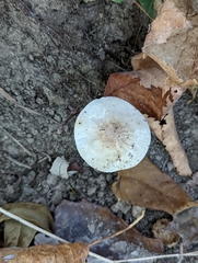 Oudemansiella limonispora
