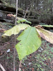 Magnolia