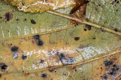 Paracercosporidium microsorum