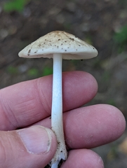 Oudemansiella limonispora