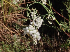 Polygonella polygama