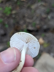 Oudemansiella limonispora