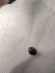 Chilocorus bipustulatus