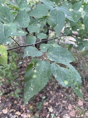 Celtis tenuifolia