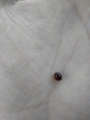 Chilocorus bipustulatus