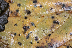 Paracercosporidium microsorum