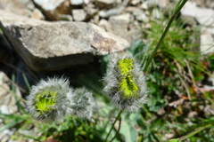 Hieracium piliferum