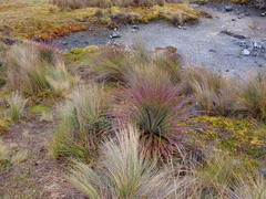 Puya clava-herculis