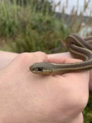 Thamnophis elegans terrestris
