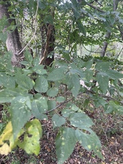 Celtis tenuifolia