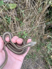 Thamnophis elegans terrestris