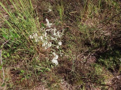 Polygonella polygama