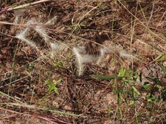 Andropogon ternarius