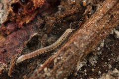 Blaniulidae