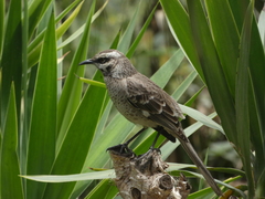Mimus longicaudatus