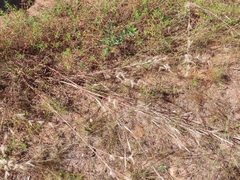 Andropogon ternarius
