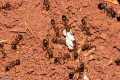 Solenopsis