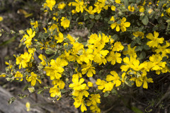 Hibbertia commutata