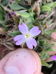 Epilobium densiflorum