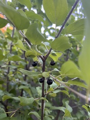 Rhamnaceae