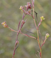 Bupleurum tenuissimum