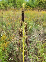 Agastache nepetoides