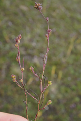 Bupleurum tenuissimum