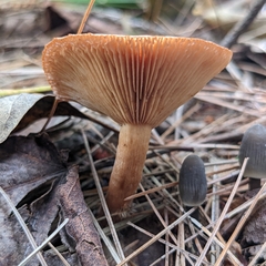 Omphalinaceae