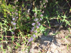 Liatris tenuifolia