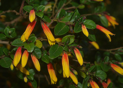 Justicia floribunda