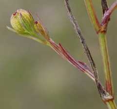 Bupleurum tenuissimum
