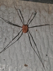 Leiobunum politum
