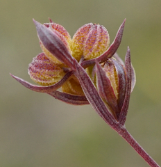 Bupleurum tenuissimum