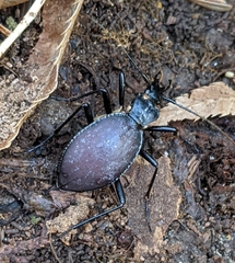 Scaphinotus angusticollis