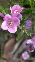 Cyanothamnus coerulescens