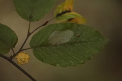 Phyllonorycter esperella