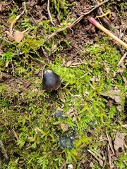 Entoloma vernum