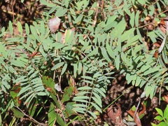 Tephrosia virginiana