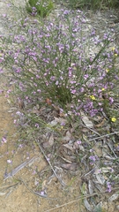 Cyanothamnus coerulescens
