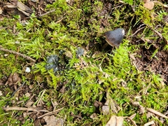 Entoloma vernum