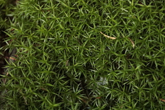 Polytrichum formosum
