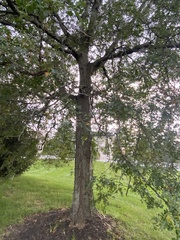 Robinia pseudoacacia