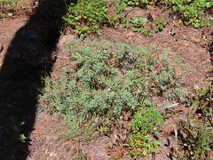 Tephrosia virginiana