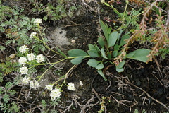 Lepidium cartilagineum