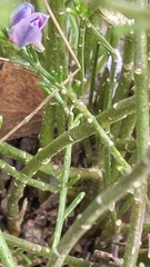 Cyanothamnus coerulescens