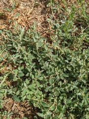 Atriplex