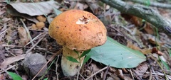Tylopilus balloui