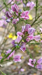 Cyanothamnus coerulescens