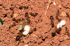 Solenopsis